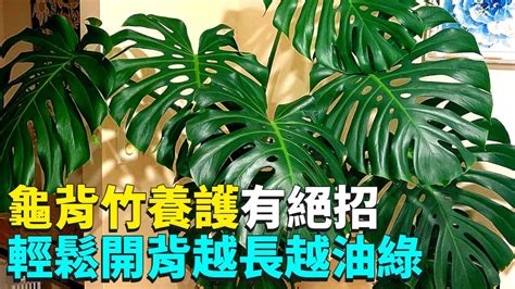 龜背芋 龜背竹|【龜背竹怎麼養？給新手的基礎照護指南】